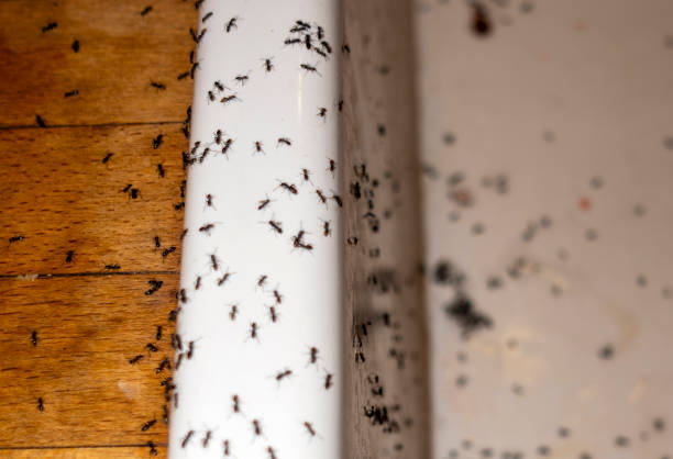 Best Emergency Pest Control  in Lamar, TX