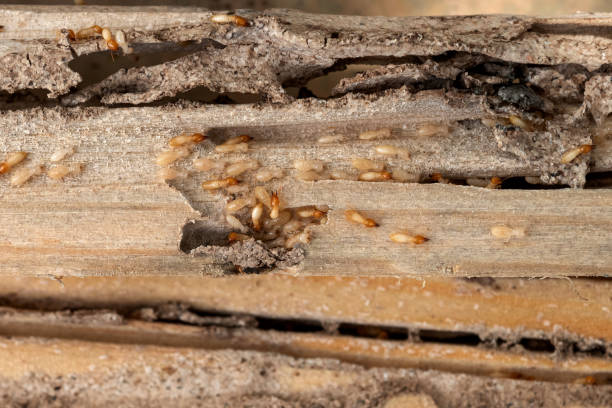 Best Pest Removal Services  in Lamar, TX