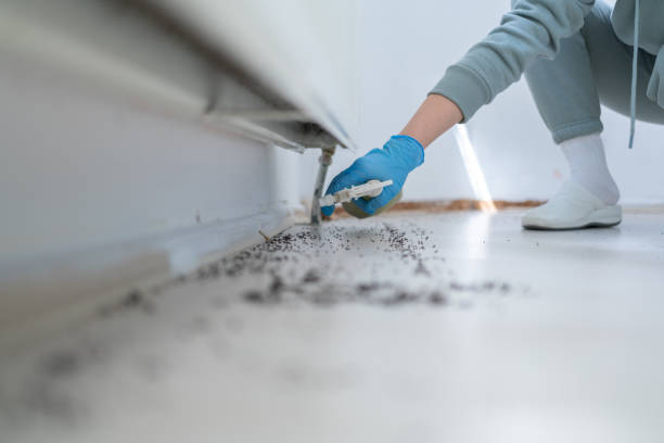 Best Termite Control Services  in Lamar, TX